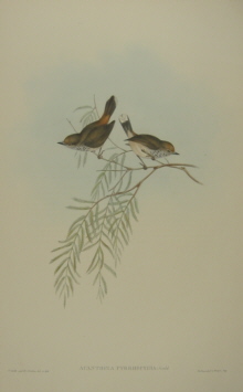 John Gould Birds of Australia